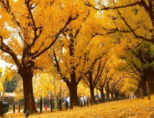 Những con đường hoa đẹp đến mê mẩn tại Tokyo, Nhật Bản